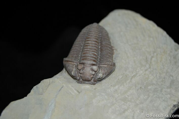 Very Large And Inflated Flexicalymene Trilobite #493